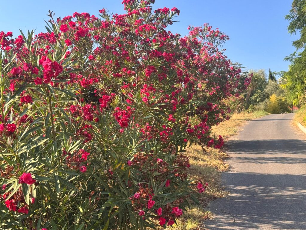 Décoration extérieure intégrée dans un écrin de verdure typique de la Côte d'Azur.