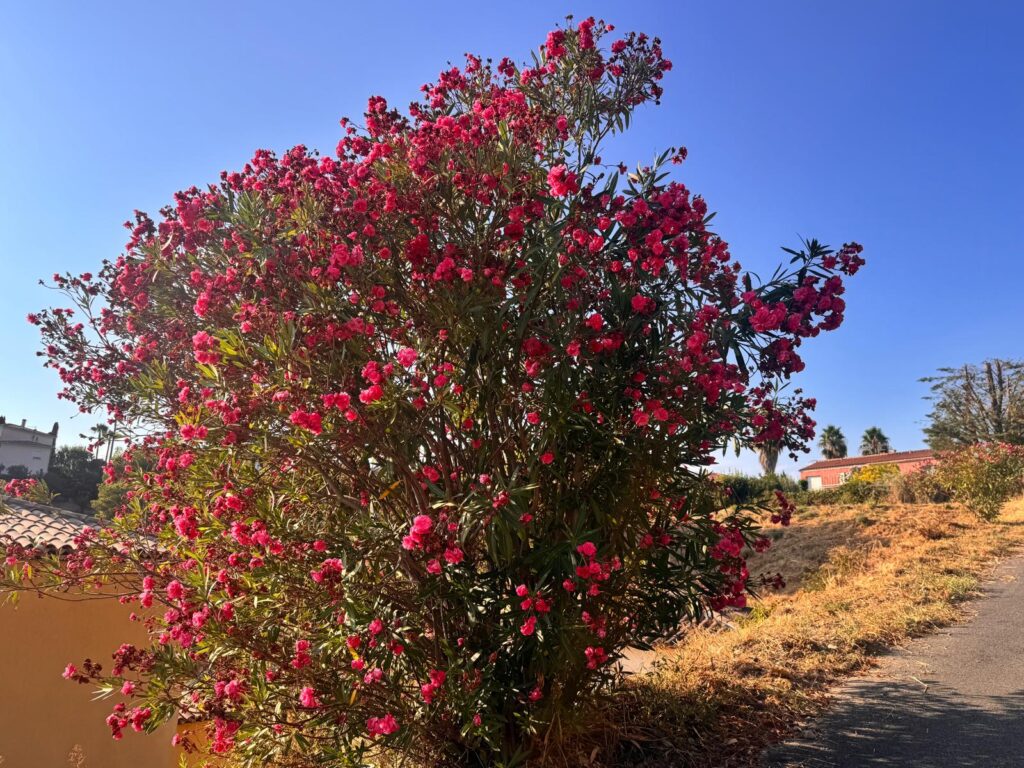 Plantes méditerranéennes et flore locale florissante sous le ciel bleu à la Villa Horizon à Nice