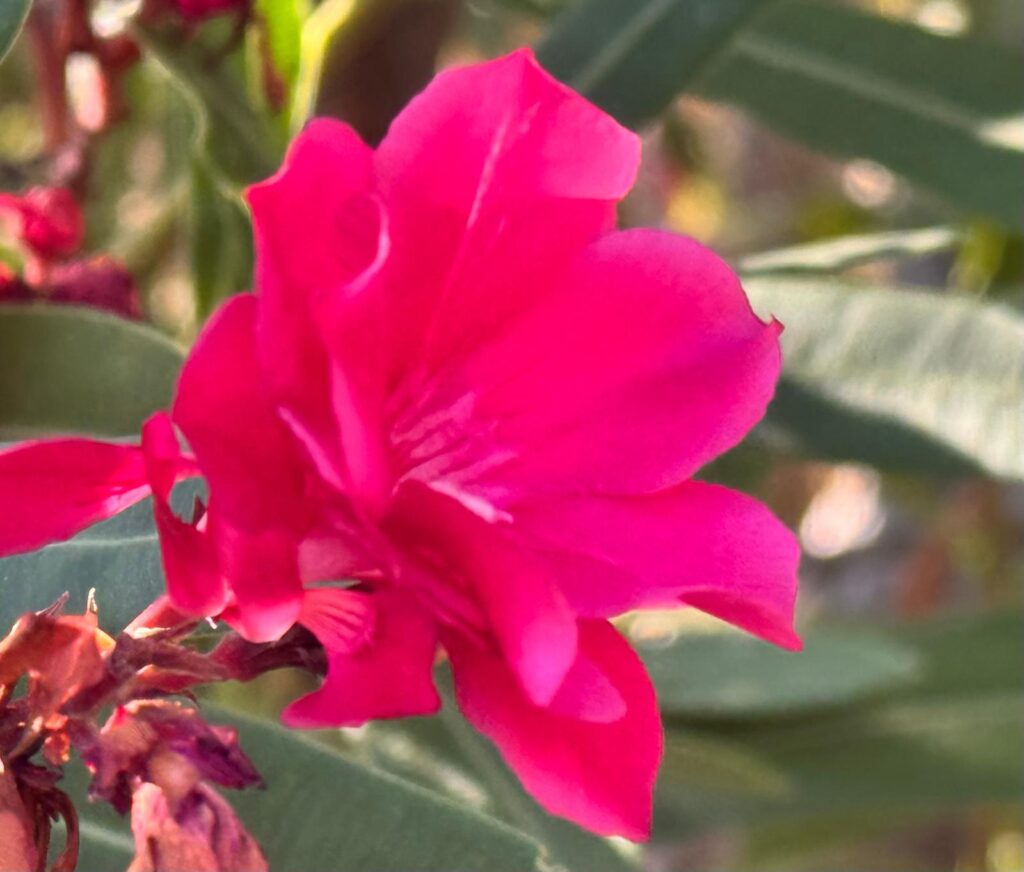 Fleurs de saison et plantes méditerranéennes baignées de soleil dans le jardin de la villa.