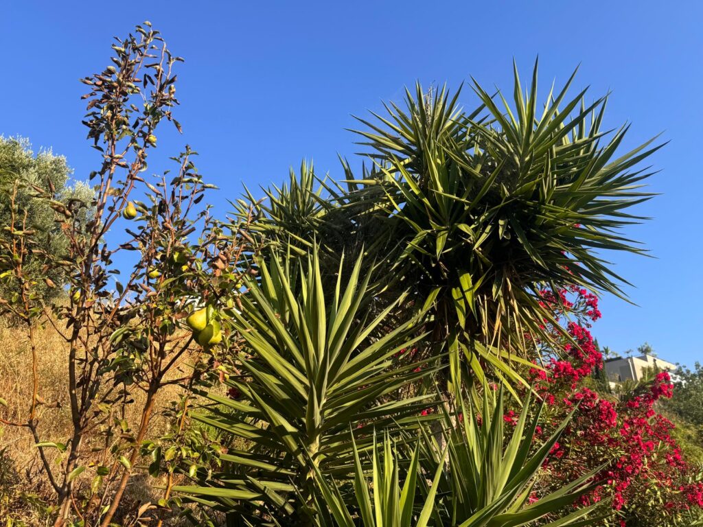 Vue sur la végétation méditerranéenne et le ciel bleu dégagé depuis la terrasse de la Villa