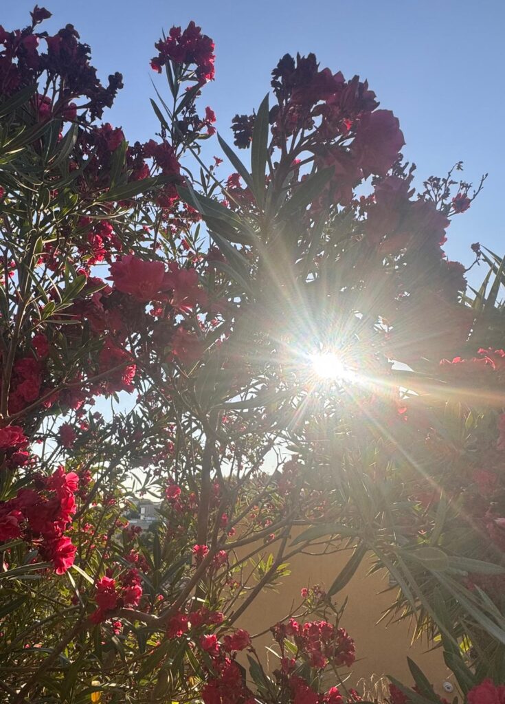 Jardin méditerranéen verdoyant et fleuri en plein été à la Villa Horizon à Nice