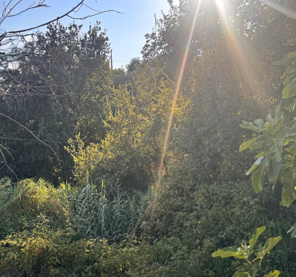 Panorama entre les collines verdoyantes, ciel bleu à la Villa Horizon à Nice